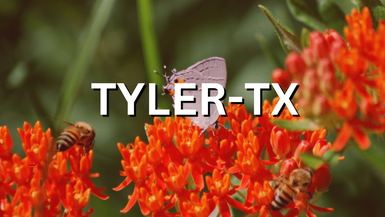 TYLER TX 