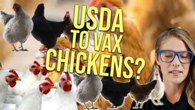 AM6-USDA plans to mass vax poultry Nicolas Hulscher - Alison Morrow