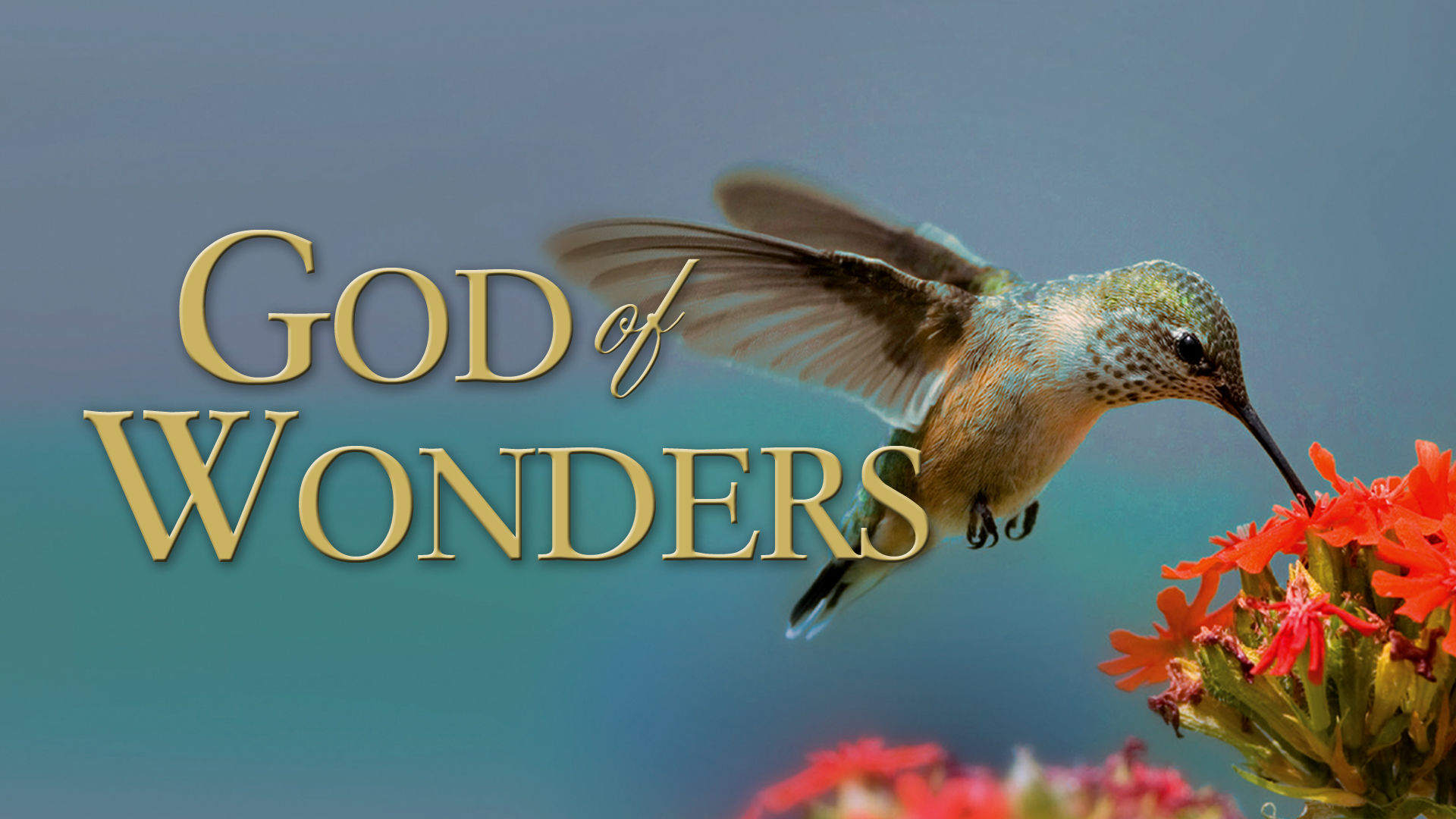 God of Wonders