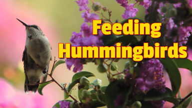 TDBG44- North Texas Hummingbirds - Two Doves Bees & Gardens