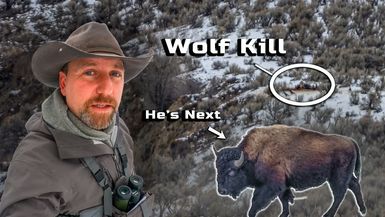 HLS13-The Wolf Lie - Why I Hunt in Yellowstone Solo Camping - High Lonesome Society - Trinity Vandenacre
