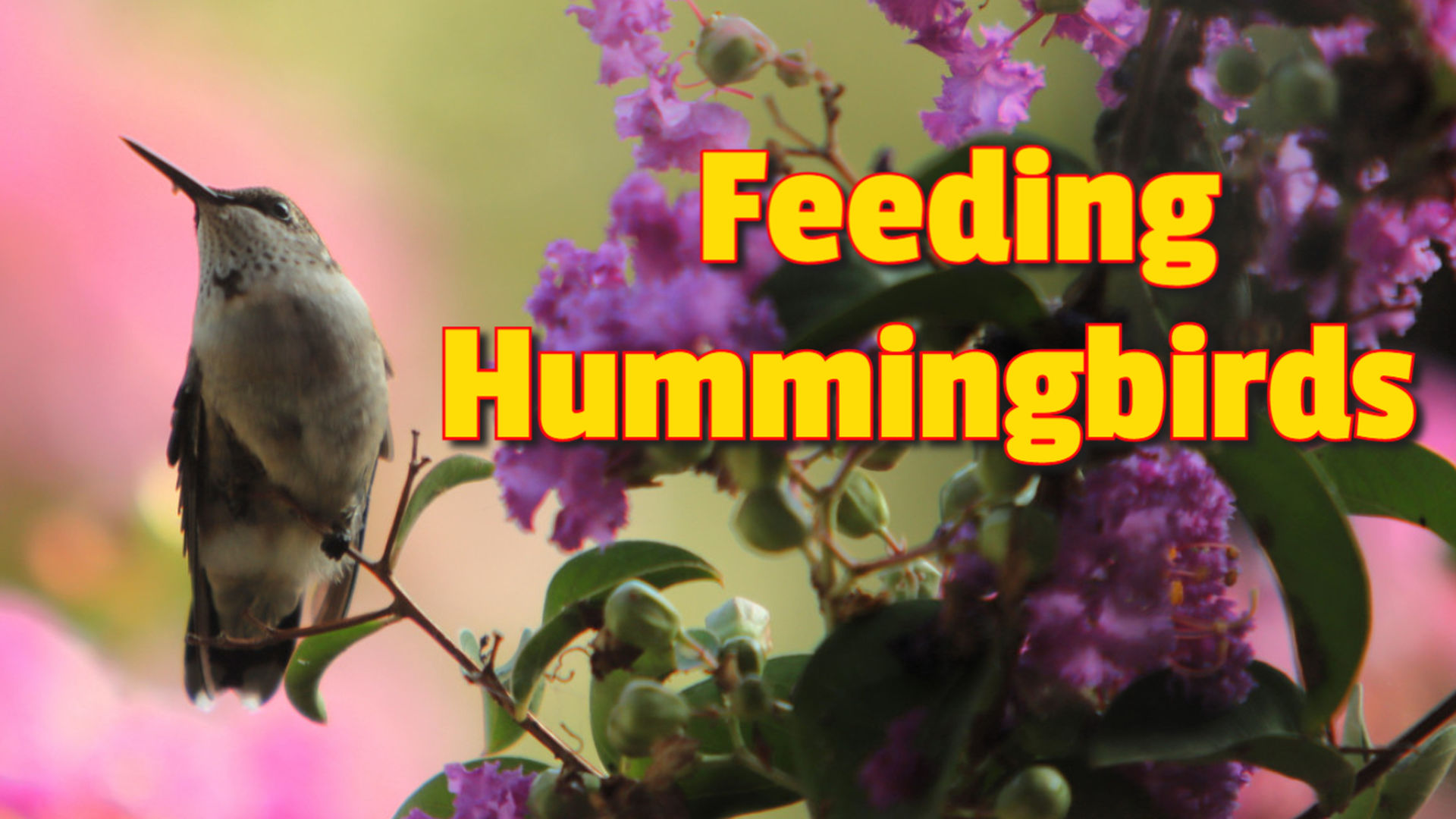 TDBG44- North Texas Hummingbirds - Two Doves Bees & Gardens