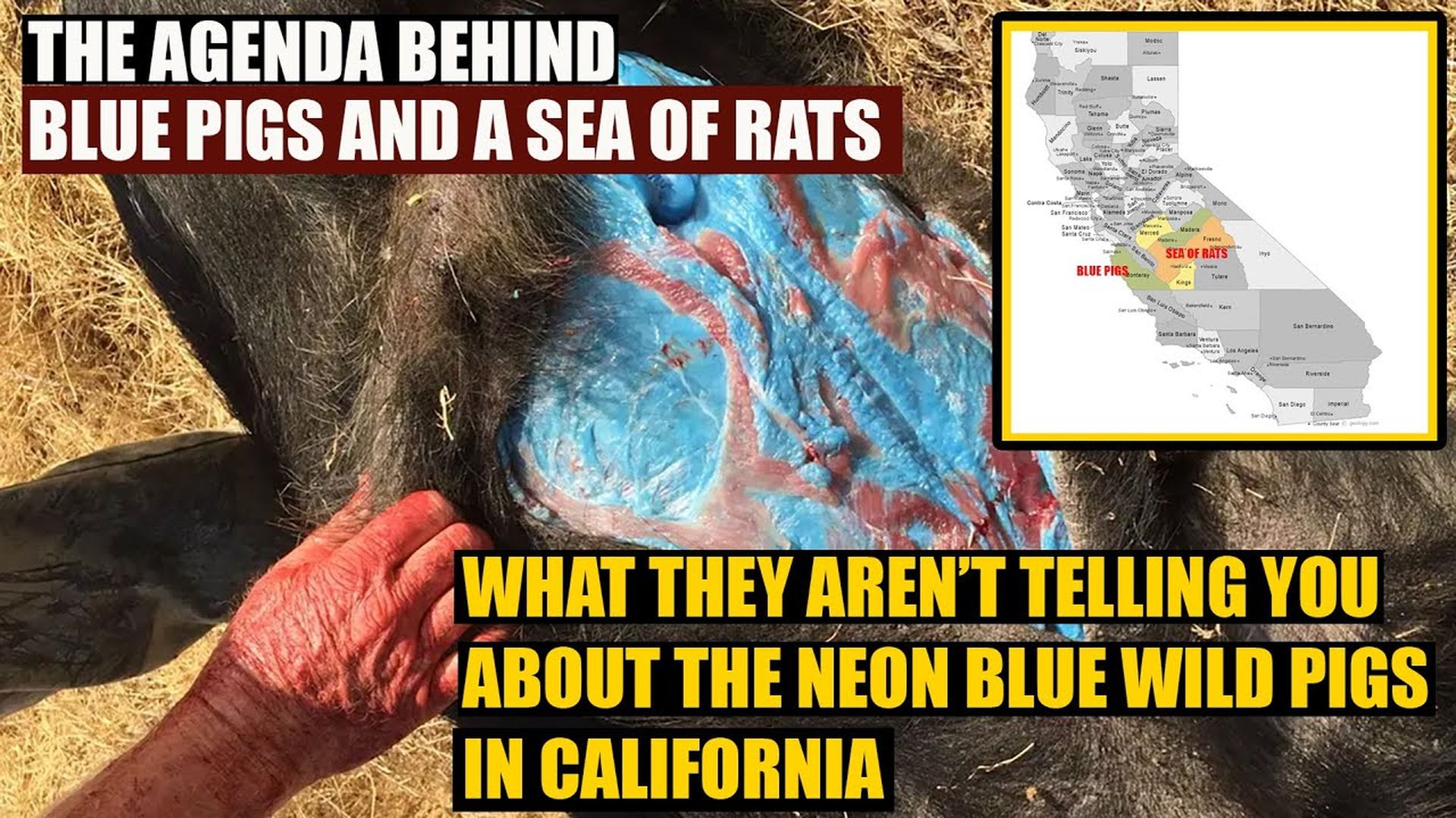 AMT409- There is a dangerous AGENDA behind California's Neon Blue Wild Pigs and a sea of rats | As a Man Thinketh