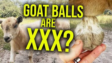 AM9-Youtube age-restricted my goat video - Alison Morrow
