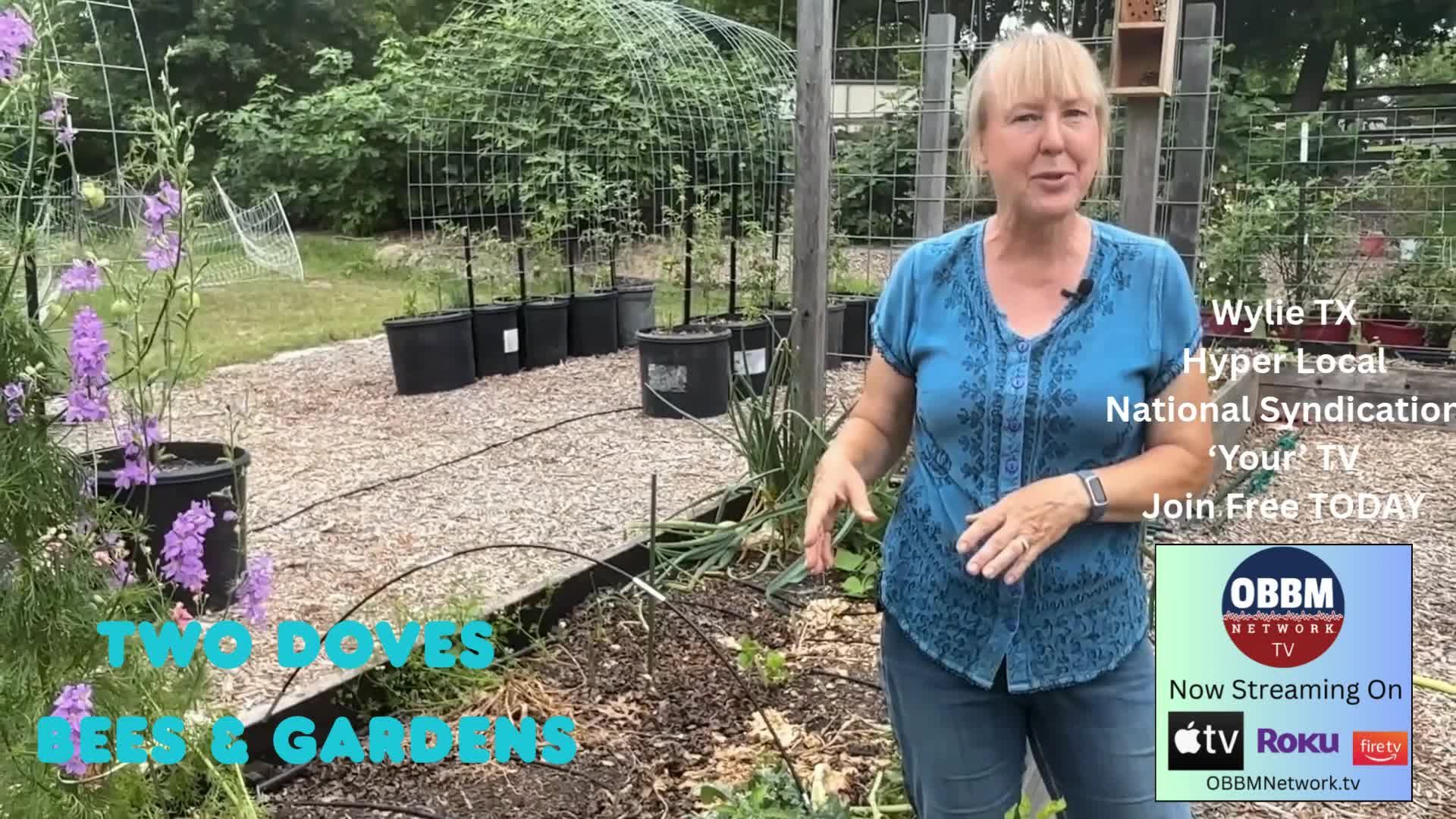 promo - OBBM Network TV Programming 9