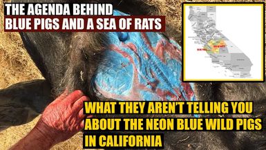 AMT409- There is a dangerous AGENDA behind California's Neon Blue Wild Pigs and a sea of rats | As a Man Thinketh