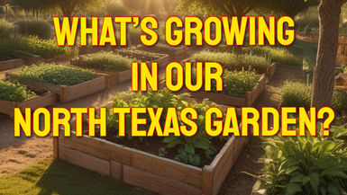 TDBG39-What's Growing in Our North Texas Garden? Two Doves Bees & Gardens