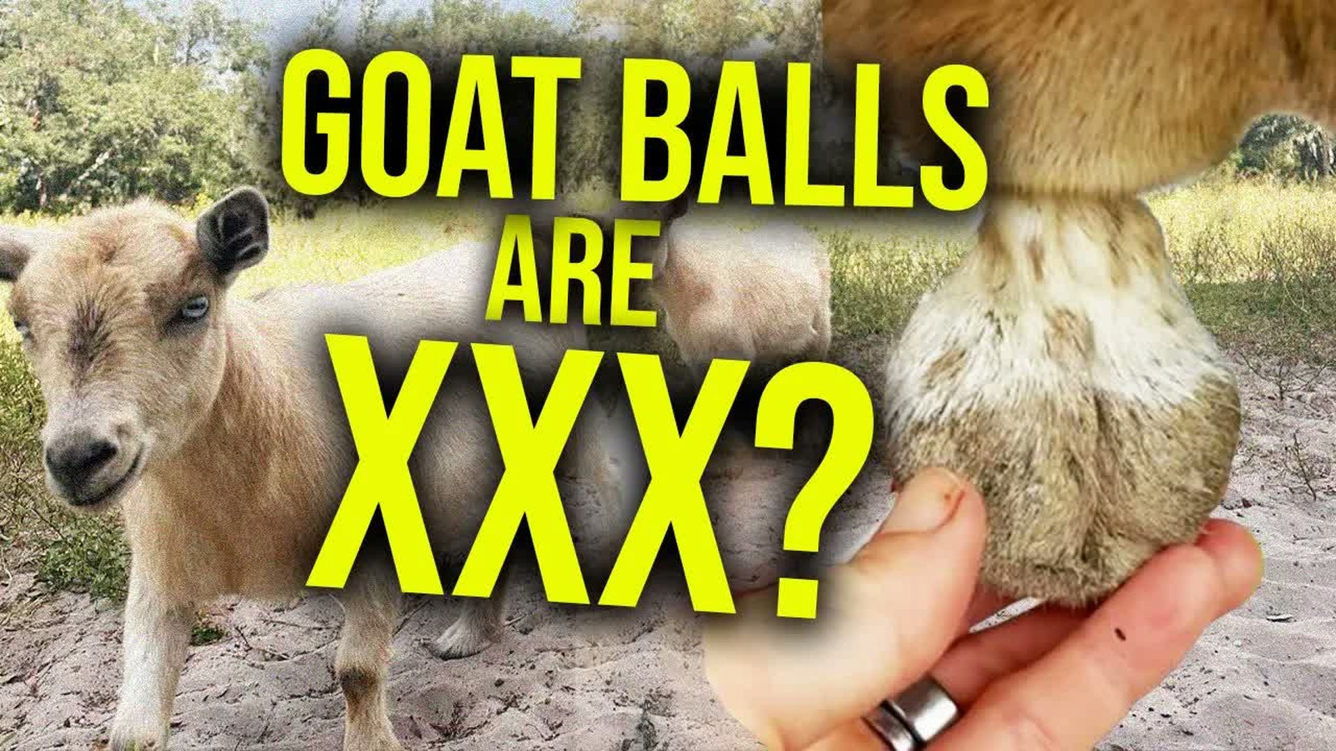 AM9-Youtube age-restricted my goat video - Alison Morrow