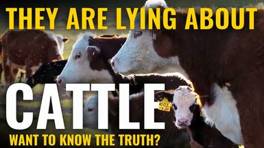 AMT477-THEY ARE LYING ABOUT CATTLE The Truth - As A Man Thinketh - Yanasa TV
