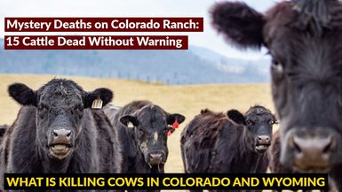 AMT380-Unexplained Cattle Deaths Sweep Wyoming and Colorado – No One Has Answers - As A Man Thinketh