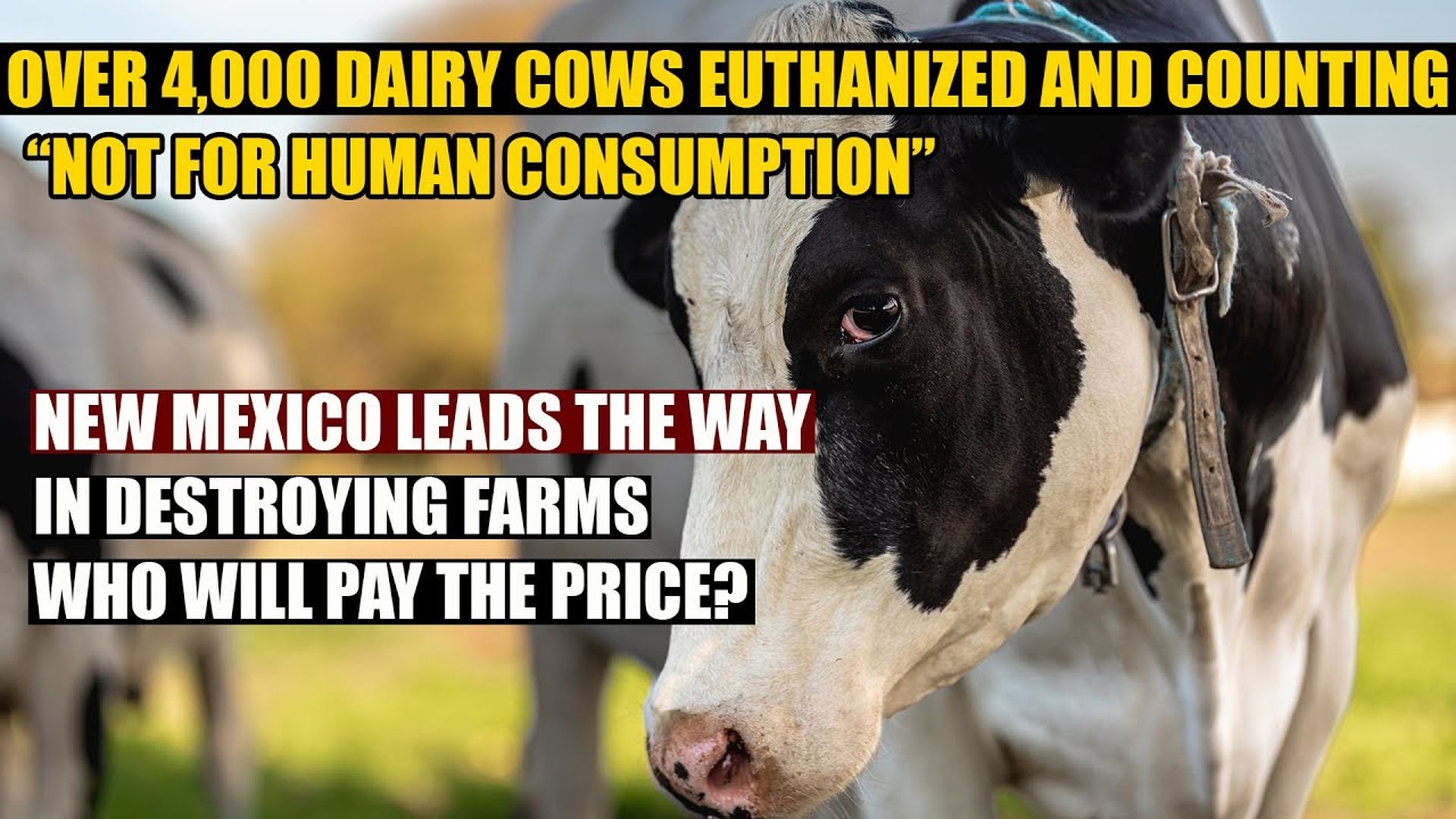 AMT396-Over 4,000 Cattle Euthanized in New Mexico and counting... NOT FOR HUMAN CONSUMPTION| As a Man Thinketh