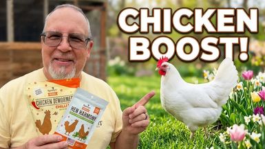 TDBG47 - Chicken Spring - Two Doves Bees & Gardens