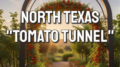 TDBG38-North Texas Tomato Tunnel - Two Doves Bees & Gardens